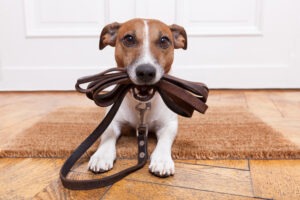 Dog,with,leather,leash,waiting,to,go,walkies