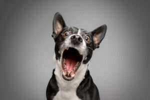 Studio,portrait,of,funny,and,excited,,bull,terrier,mixed,dog