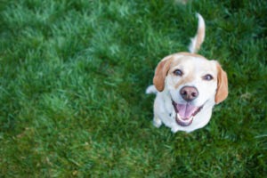Dog,playing,outside,smiles