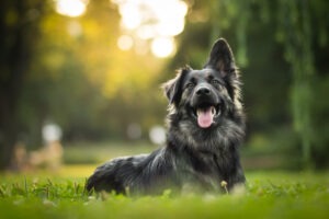 Amazing,portrait,of,young,crossbreed,dog,(german,shepherd),during,sunset