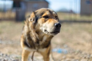 Dog attacks can be hard to recover from financially, physically, and mentally. With the help of a Colorado dog bite attorney, you can seek financial relief by filing a claim.