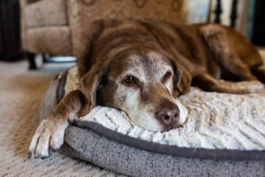 Old,dog,comfortable,on,dog,bed