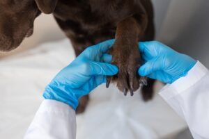 Zinda Law Group knows what to do when you are bitten by a labrador retriever