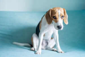 If you've been injured in a dog attack, a dog bite lawyer from Las Cruces can help you file a claim against the owner.