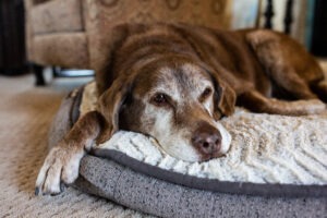 How Much Is a Dog Attack Wrongful Death Case Worth?