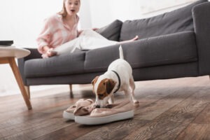 Does Renter’s Insurance Cover Dog Bites?