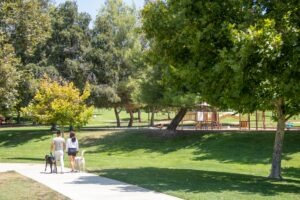 Couple walking dogs in park