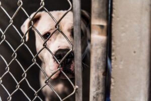 Pitbull behind fence