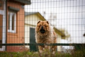 What Should I Do if I Was Bitten by a Chow Chow?