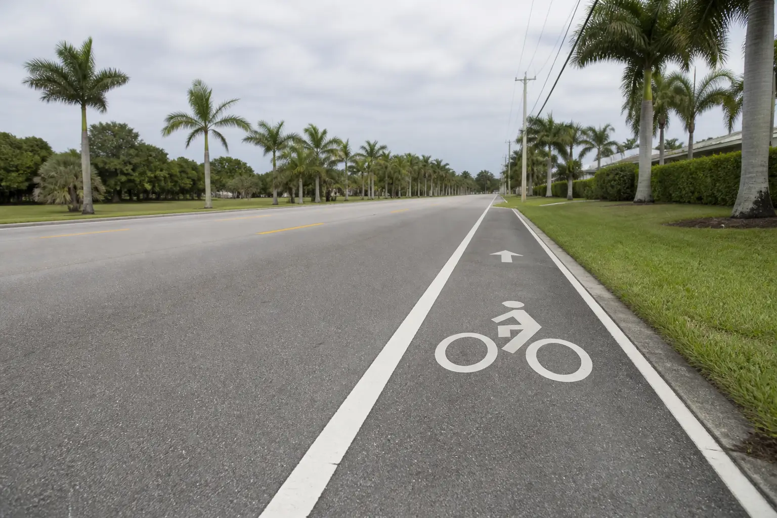 A marked bicycle lane running along the right edge of a palm-lined Florida road.